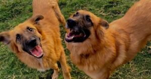 Nobody wants to rehome adorable dogs trapped in dungeon for 2 years | UK | News