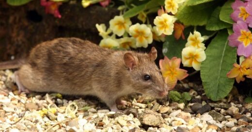 Homeowners urged to buy 36p Asda item to keep rats away