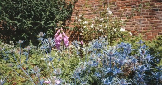 Double your plants this summer with 1 task before placing in garden