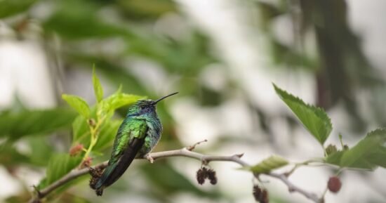 Rare birds will visit your garden if you stop 1 common habit in July