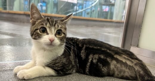 3-legged cat dumped outside Battersea desperate for new home | UK | News