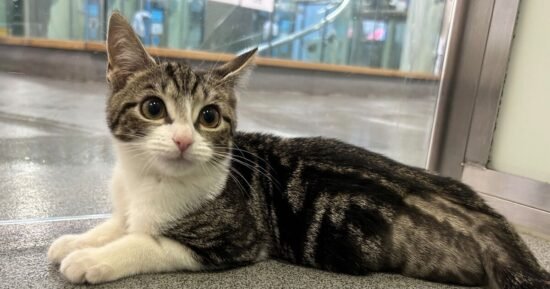 3-legged cat dumped outside Battersea desperate for new home | UK | News