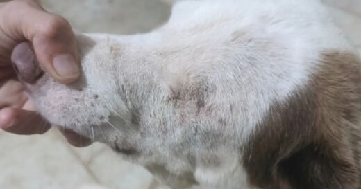 Dumped dog who lost eye and beat cancer can’t find forever home | UK | News