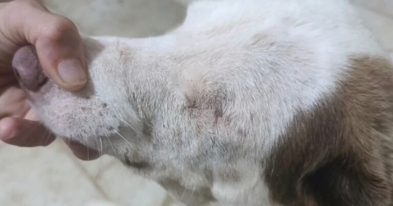 Dumped dog who lost eye and beat cancer can’t find forever home | UK | News