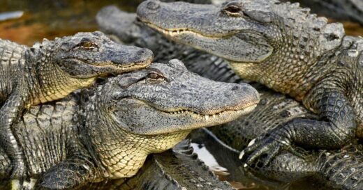 Difference between alligators and crocodiles explained