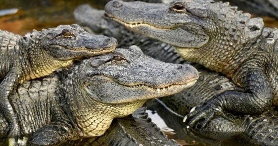 Difference between alligators and crocodiles explained