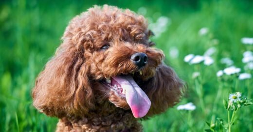 Vet’s important advice to all pet owners whose dogs have bad breath