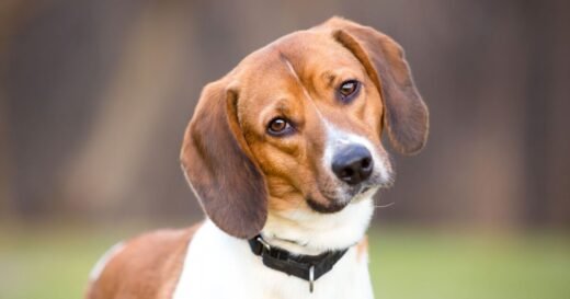 Expert finally settles why dogs tilt their heads when you talk to them