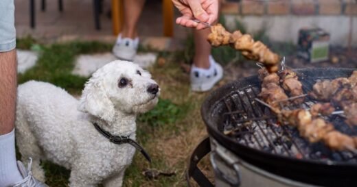 Vet’s warning to pet owners planning a summer barbecue | UK | News