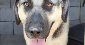 Dog survived being poisoned and left for dead now she needs family