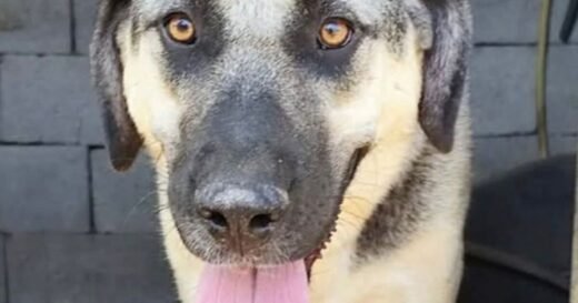 Dog survived being poisoned and left for dead now she needs family