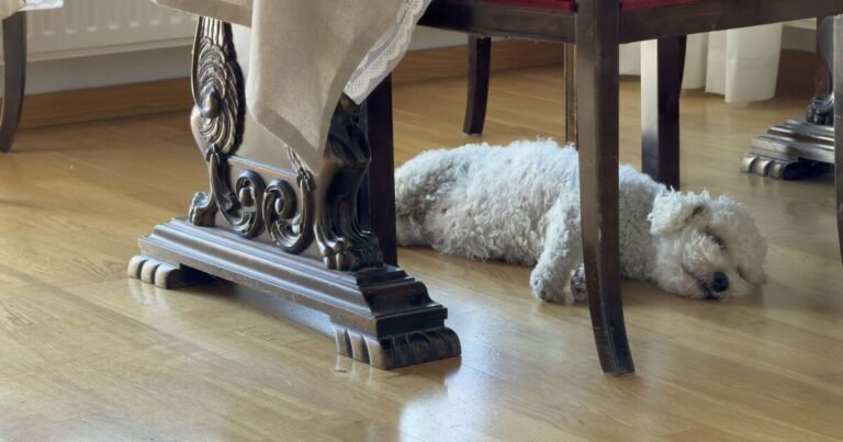 Dogs aren’t being dramatic when they sigh – there’s a reason