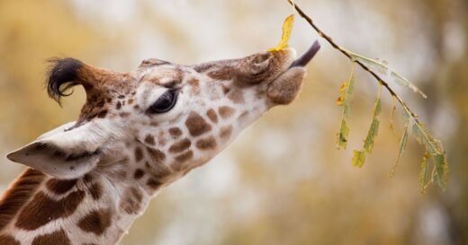 Not London, Whipsnade or Colchester – UK’s best zoo has 30,000 animals