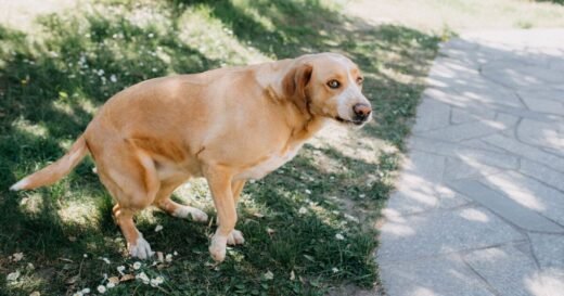 Woman fumes neighbour won’t pick up dog poo but there’s fix