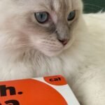 ‘I have found no fleas on my cat’ says pet owner using free treatment