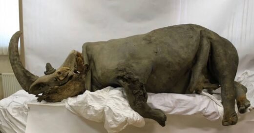 Ancient beast found in 14,000-year-old frozen puppy | Science | News