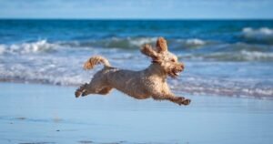 ‘I’m a dog trainer and cockapoos don’t have too much energy’