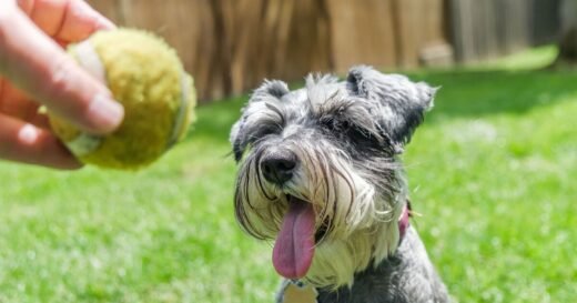 Vet says dogs hide painful problem that ‘needs immediate attention’