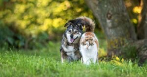 Stop buying 10 plants that could be harmful to your pets