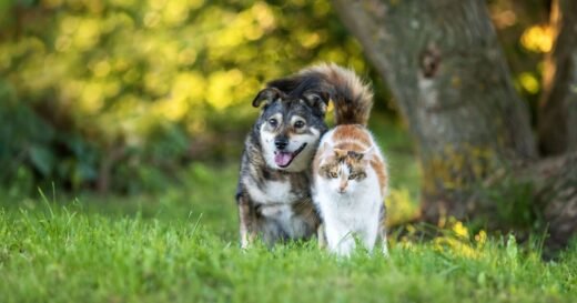 Stop buying 10 plants that could be harmful to your pets
