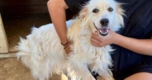 Dog’s heartbreaking cries save her after being abandoned in cage | UK | News