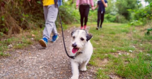 Dog owners reveal the ultimate dog walk – as top destinations listed | UK | News