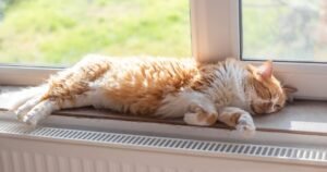 Cat owners urged to take vet-approved action this heatwave