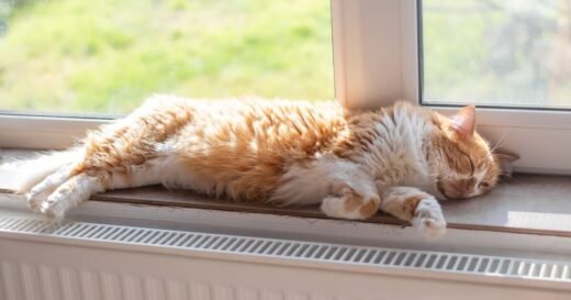 Cat owners urged to take vet-approved action this heatwave