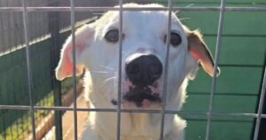 Loyal dog thrown away when family had baby – now nobody wants to adopt | UK | News