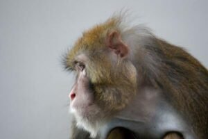 Oregon Institution Says No Funds to End Animal Testing