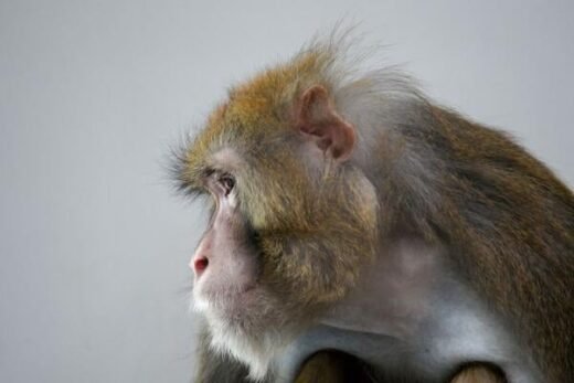 Oregon Institution Says No Funds to End Animal Testing