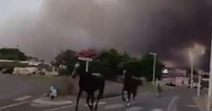 Horses run from thick smoke as wildfires spread in southern France