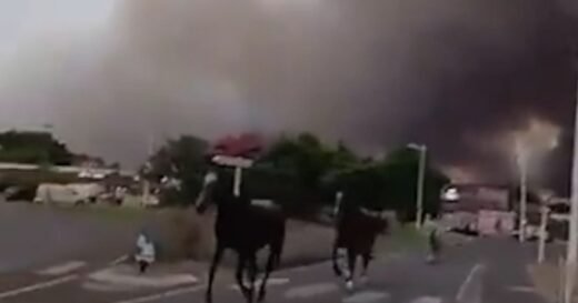Horses run from thick smoke as wildfires spread in southern France