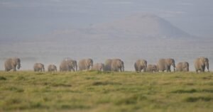 Kenya investigates deaths of 15 elephants in Amboseli National Park