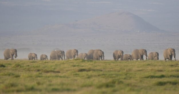 Kenya investigates deaths of 15 elephants in Amboseli National Park