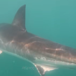 Rare video shows “well fed” great white shark eating humpback whale off Rhode Island