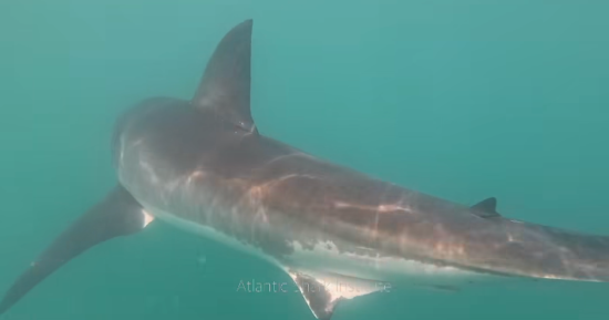 Rare video shows “well fed” great white shark eating humpback whale off Rhode Island