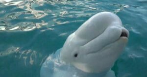 Beluga whales transferred to U.S. aquariums after Canadian theme park closes