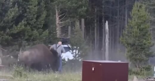 Bison charges man, flips him in the air at Yellowstone National Park
