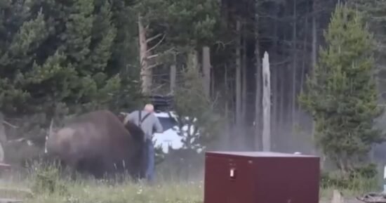 Bison charges man, flips him in the air at Yellowstone National Park