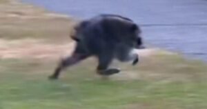 Jimothy, an unusual raccoon with a possible spinal condition, embraced by a Seattle community