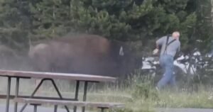Man says he’s OK after bison attack at Yellowstone