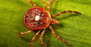 Tick season is expected to be worse than normal as ER visits rise in much of the U.S.