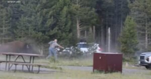 Bison tosses man 8 feet in the air at Yellowstone National Park, video shows