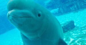 Dozens of Marineland’s beluga whales coming to U.S. through international emergency rescue plan