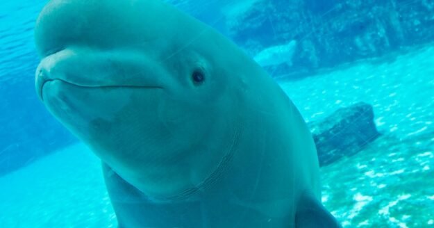 Dozens of Marineland’s beluga whales coming to U.S. through international emergency rescue plan