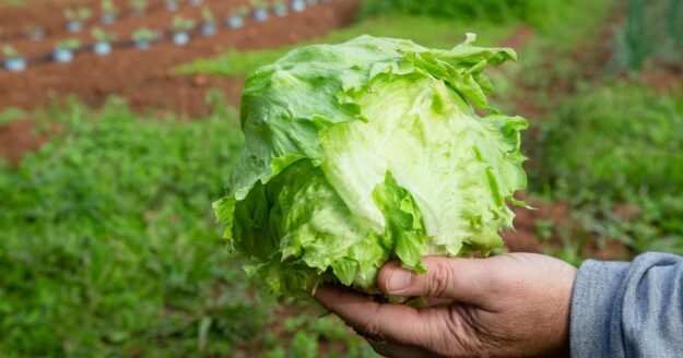 Taylor Farms pulls iceberg lettuce linked to cyclosporiasis outbreak