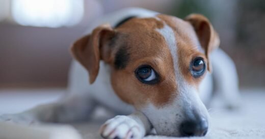 How today’s high pet care costs are straining household finances