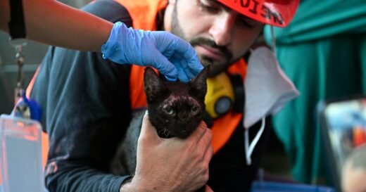 Cat rescued from Venezuela earthquake rubble as death toll tops 5,200