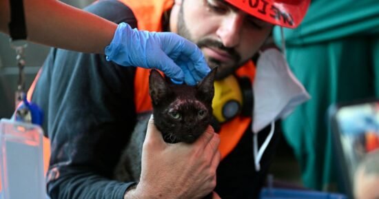 Cat rescued from Venezuela earthquake rubble as death toll tops 5,200